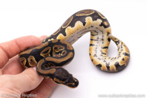 Africa import ball pythons for sale