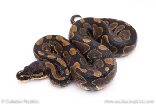 Africa import ball pythons for sale