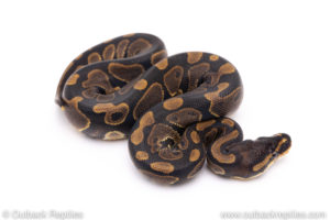 Africa import ball pythons for sale