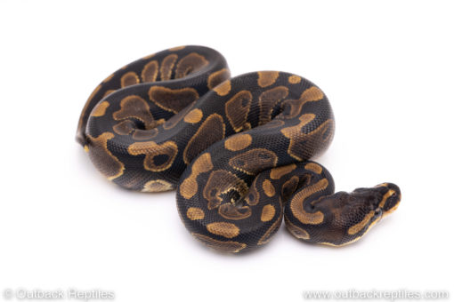 Africa import ball pythons for sale