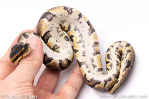 Africa import ball pythons for sale