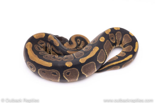 Africa import ball pythons for sale