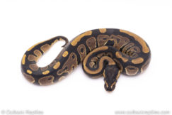 Africa import ball pythons for sale
