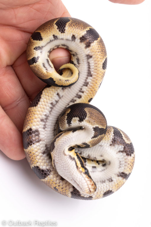 Africa import ball pythons for sale