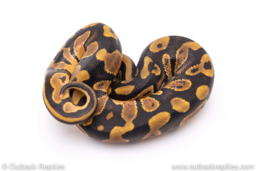 Africa import ball pythons for sale