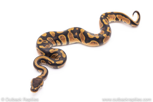 Africa import ball pythons for sale