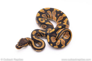 Africa import ball pythons for sale