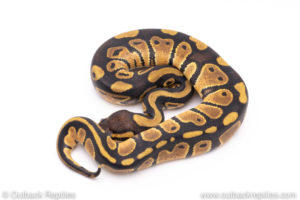 Africa import ball pythons for sale
