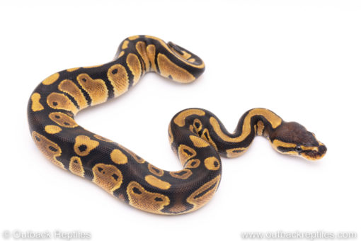 Africa import ball pythons for sale