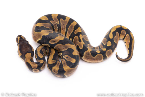 Africa import ball pythons for sale