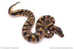 Africa import ball pythons for sale