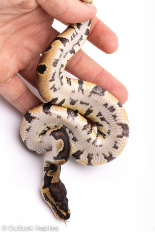 Africa import ball pythons for sale