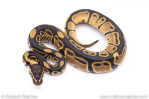 Africa import ball pythons for sale