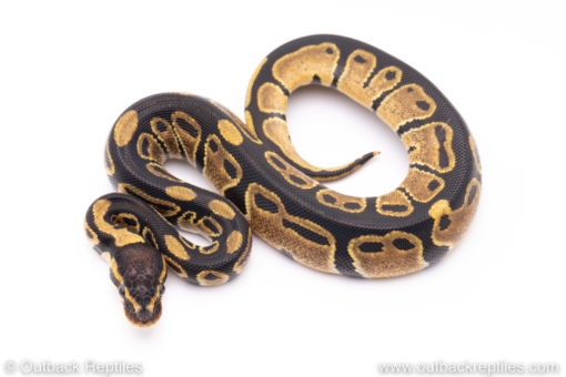 Africa import ball pythons for sale