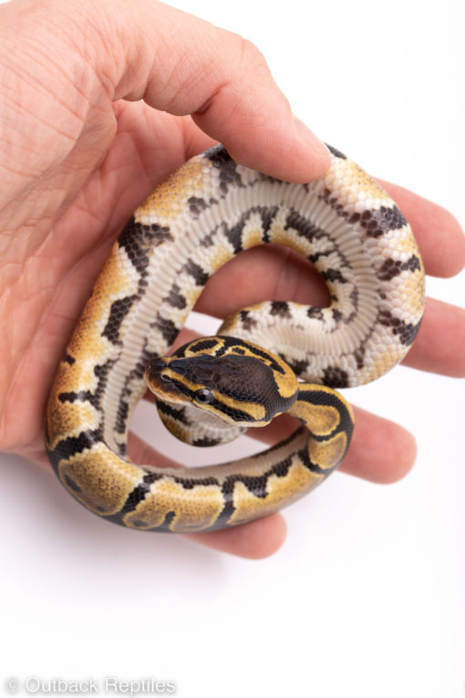Africa import ball pythons for sale
