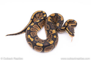 Africa import ball pythons for sale