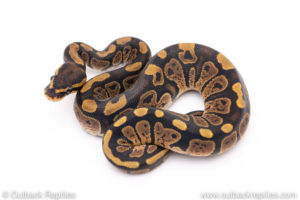 Africa import ball pythons for sale