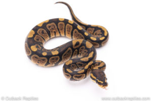 Africa import ball pythons for sale
