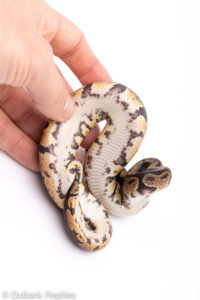 Africa import ball pythons for sale