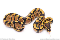 Africa import ball pythons for sale