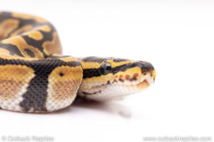 Africa import ball pythons for sale