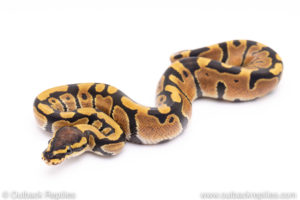 Africa import ball pythons for sale