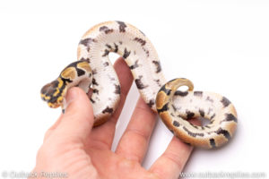 Africa import ball pythons for sale