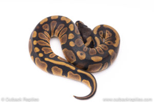 Africa import ball pythons for sale
