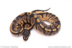 Africa import ball pythons for sale