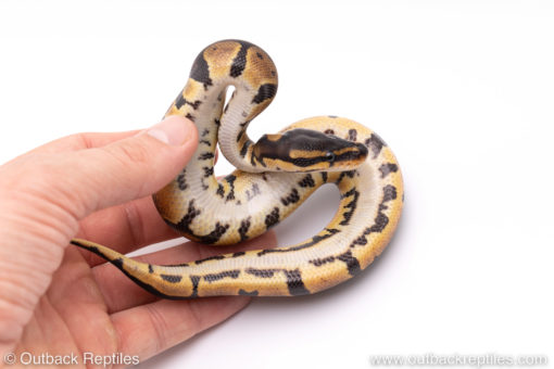 Africa import ball pythons for sale