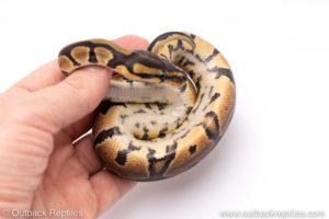 Africa import ball pythons for sale