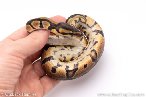 Africa import ball pythons for sale