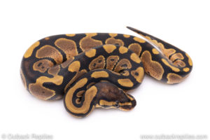 Africa import ball pythons for sale