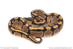Africa import ball pythons for sale