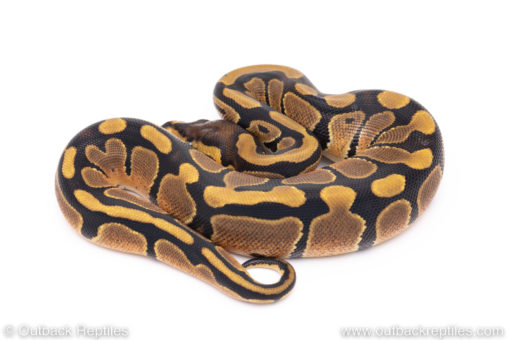 Africa import ball pythons for sale