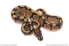 Africa import ball pythons for sale