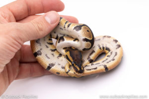 Africa import ball pythons for sale