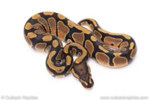 Africa import ball pythons for sale