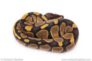 Africa import ball pythons for sale