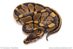 Africa import ball pythons for sale