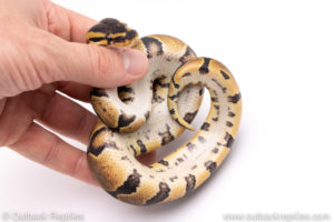 Africa import ball pythons for sale