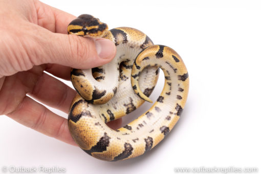 Africa import ball pythons for sale