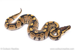 Africa import ball pythons for sale