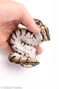 Africa import ball pythons for sale