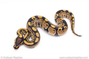 Africa import ball pythons for sale