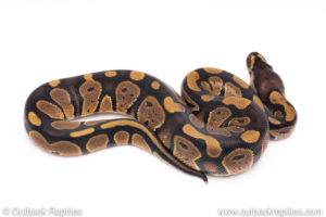 Africa import ball pythons for sale