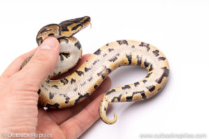 Africa import ball pythons for sale
