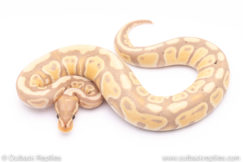 Banana ball python for sale