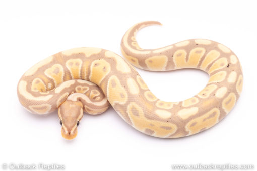 Banana ball python for sale