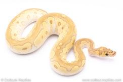Butter clown ball python for sale